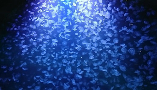 加茂水族館のクラゲと鳥海山から見た夕陽【2017年夏 山形〜秋田 旅行】