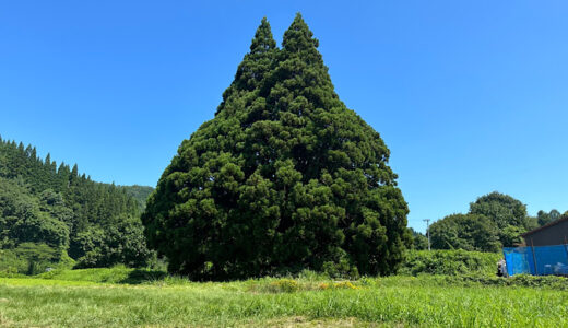 【山形観光】「小杉の大杉」のどかな村に佇むトトロの神木【2023年夏】